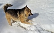 18 Bello giocare nella neve !